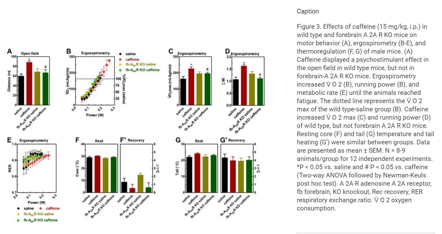 In-wild-type-and-forebrain-A-2A-R-KO-mice-on-motor 2